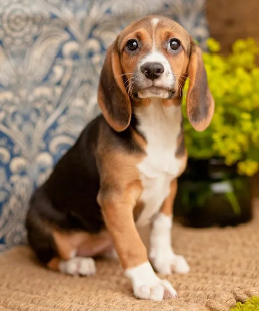 Buy Male Beagle Puppy from Pune