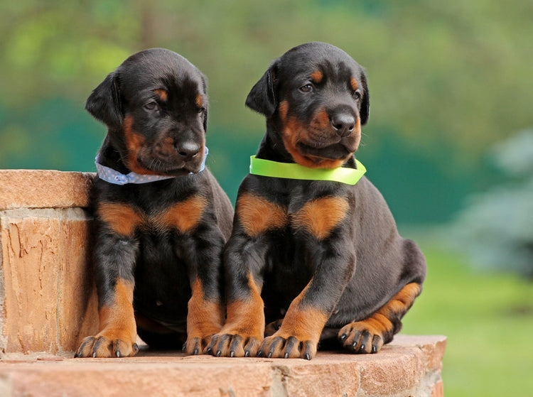 Doberman Puppy Price in Pune - PuppyWala