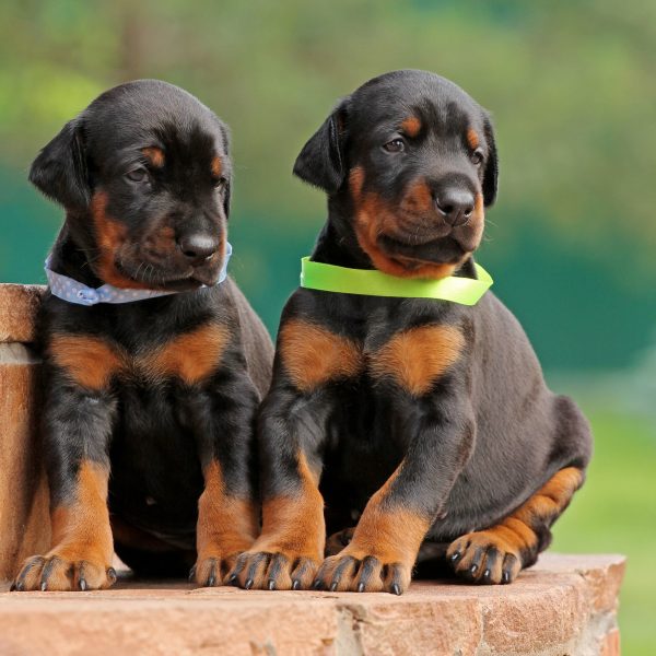 Doberman puppy price in  India - PuppyWala