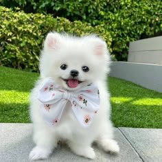 Purchase Toy Pomeranian Puppy From Pune 