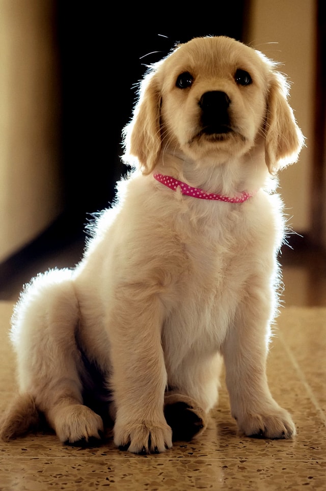 Buy Male Golden Retrievers Puppy from Pune