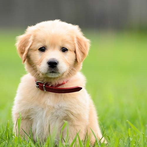 Golden Retriever Puppy price in  Jaipur