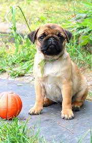 Pug Puppy Price in Pune
