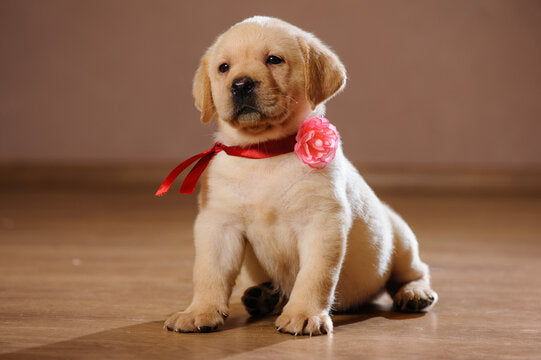 Buy Male  Labrador Retrievers Puppy from pune