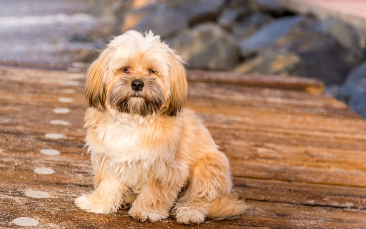 Lhasa Apso Puppy Price in Delhi