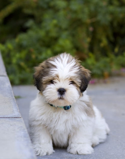 Lhasa Apso Puppy price in  Ahmedabad - PuppyWala