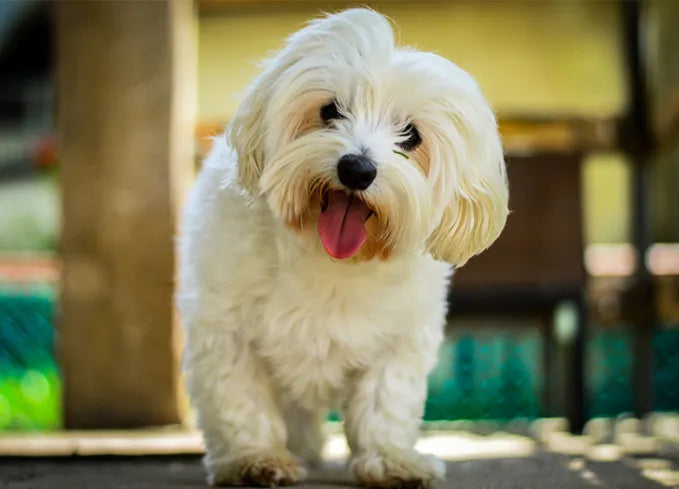 Maltese  puppy price in  India - PuppyWala