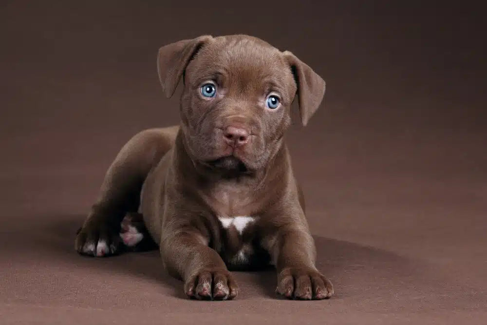 Pitbull Puppy price in  Ahmedabad - PuppyWala