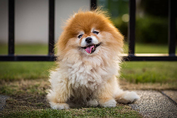 Buy Male Pomeranian Puppy 