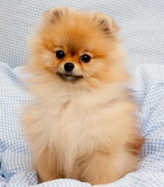 Pomeranian Puppy Price in India
