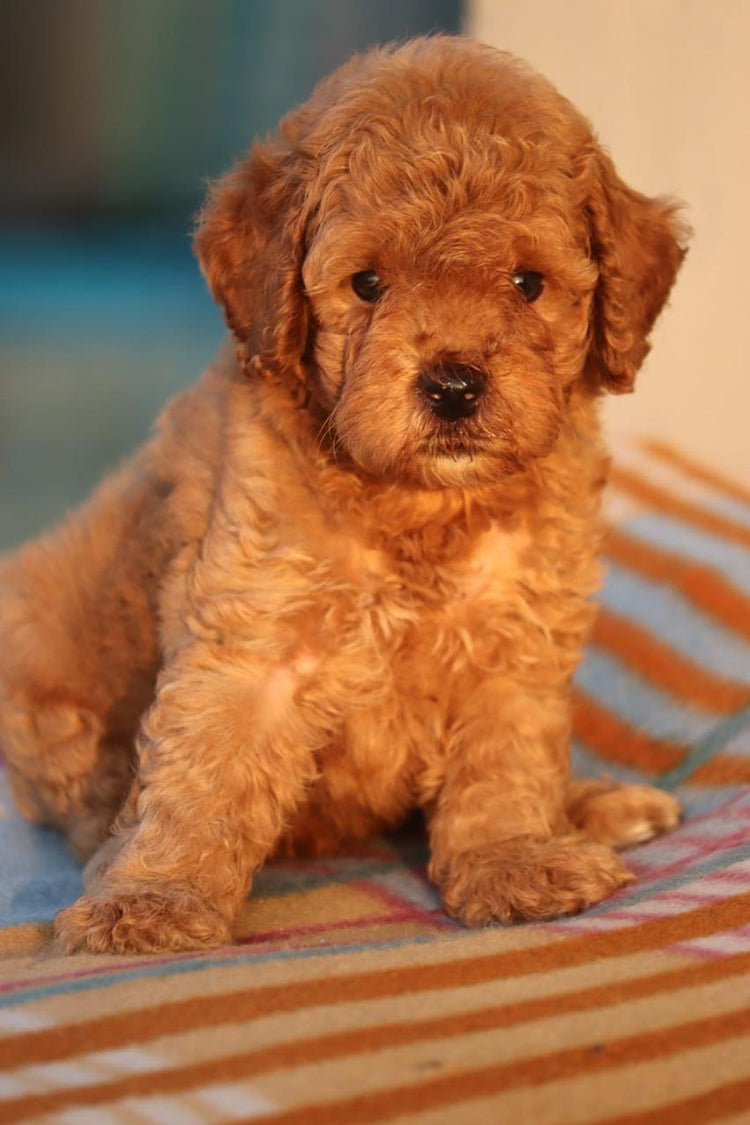 Poodle Puppy price in  Jaipur