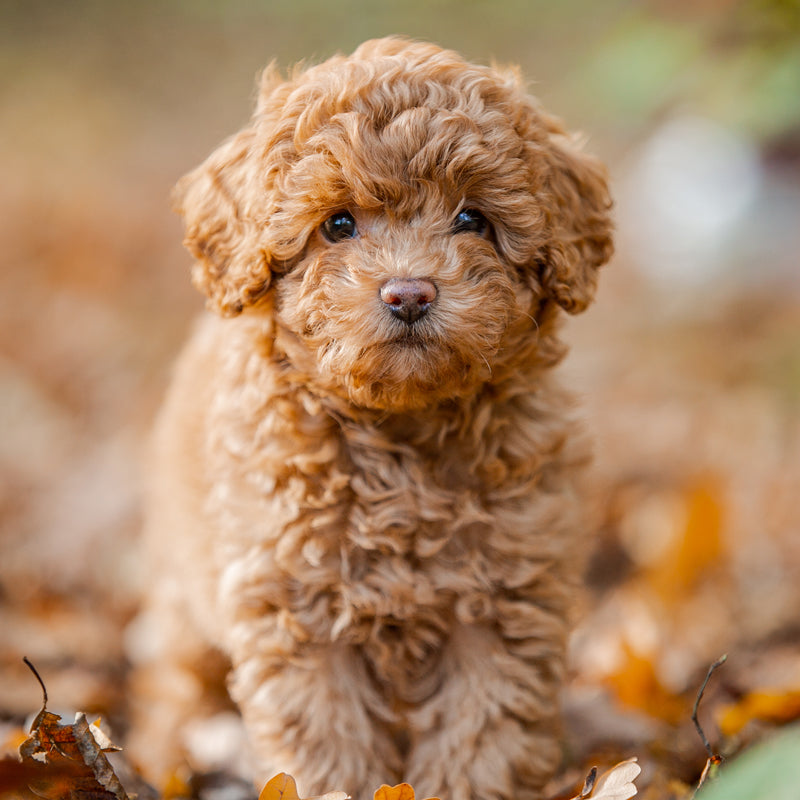 Order Female Poodle Puppy from Pune