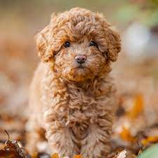 Order Female Poodle  Puppy from Mumbai