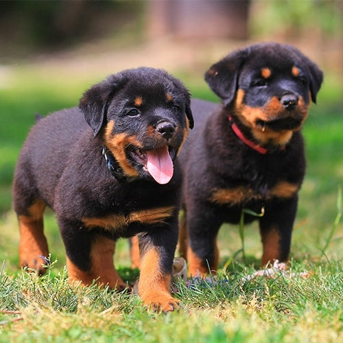 Rottweiler puppy price in  India - PuppyWala