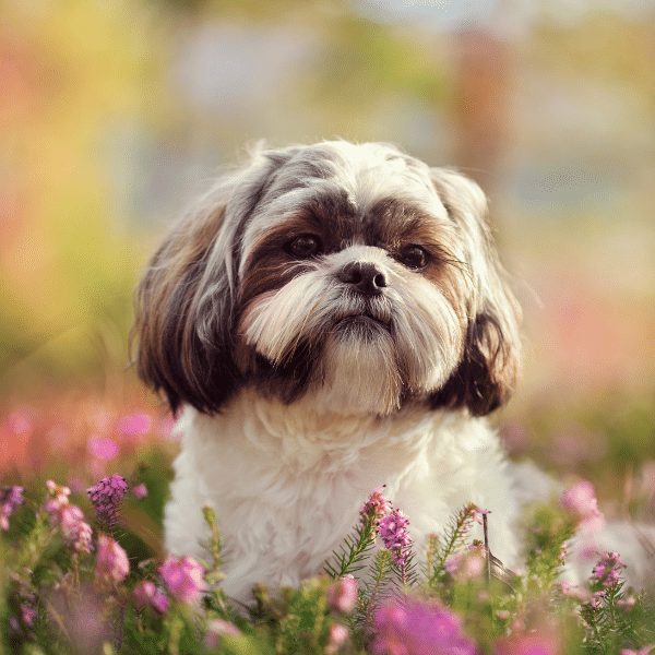 Shih Tzu puppy price in  Chennai - PuppyWala