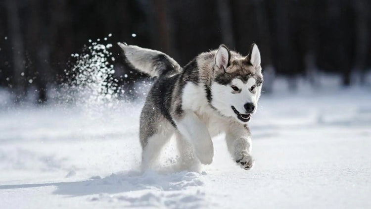 Siberian husky breeder in bangalore