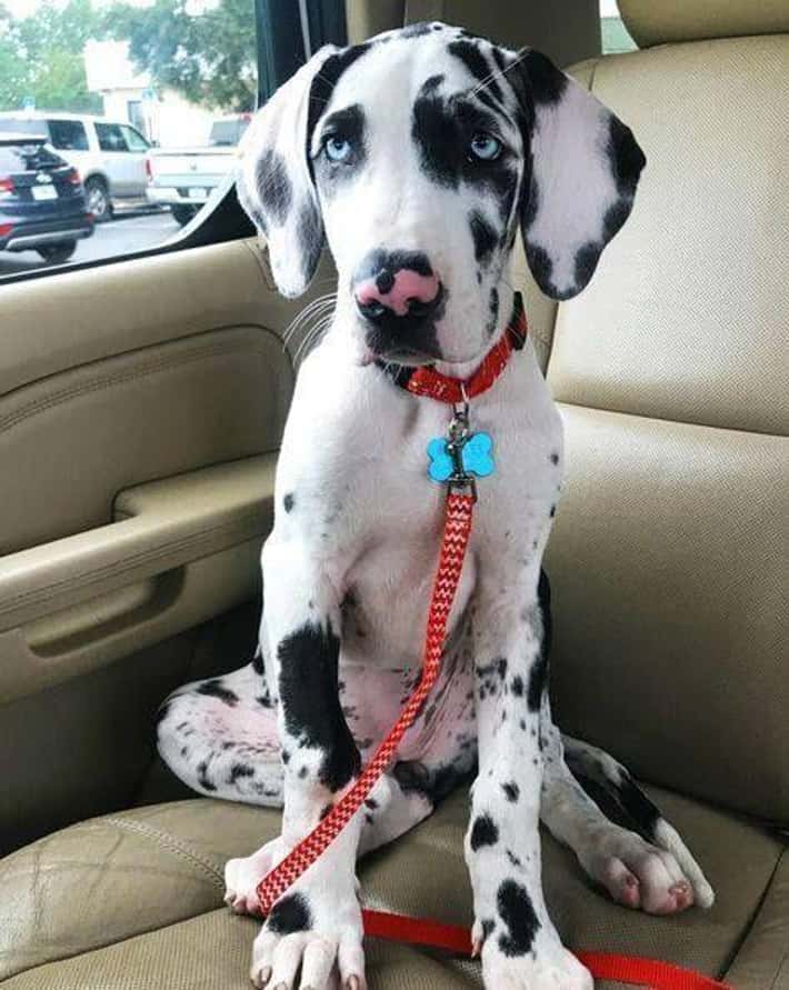 Great Dane Puppy from Pune