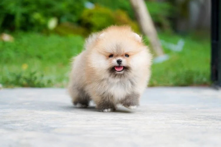 Toy Pomeranian breeder in bangalore