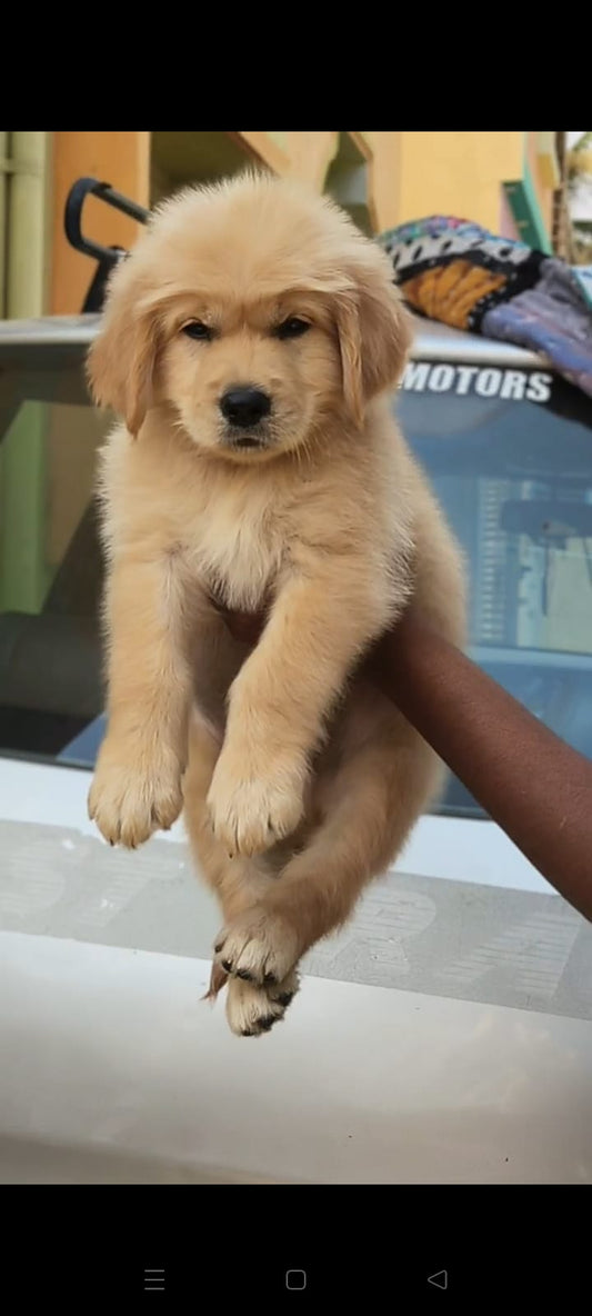 Purchase Friendly Golden Retriever Puppy from Goa