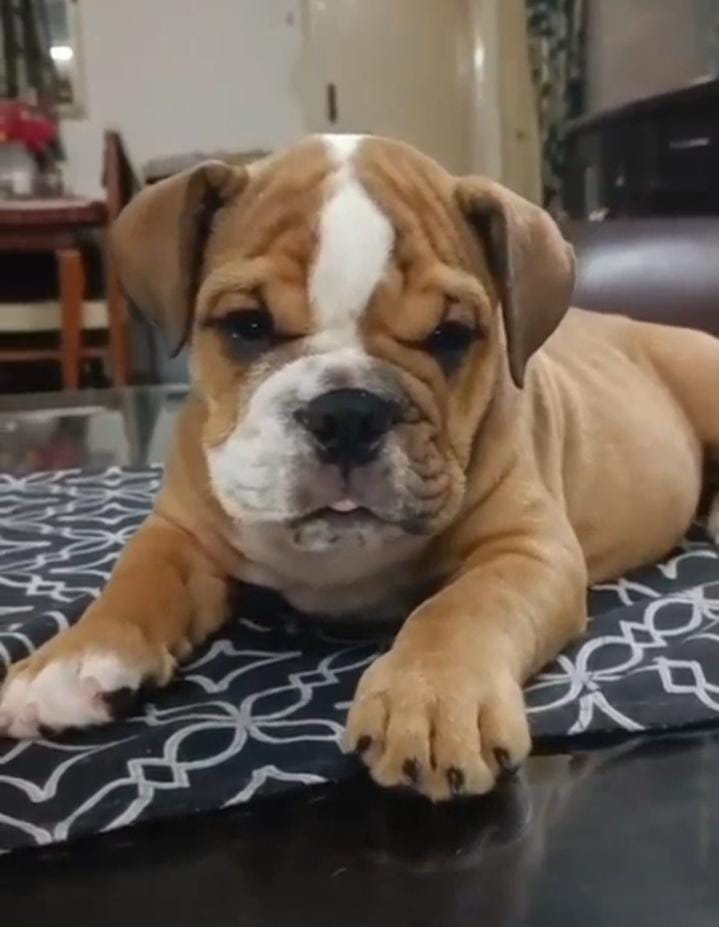 Order English Bulldog Puppy from Mumbai