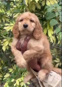 Buy lovable Cocker Spaniel  Puppy from Goa