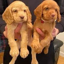 Buy Male Cocker Spaniel  Puppy from Goa