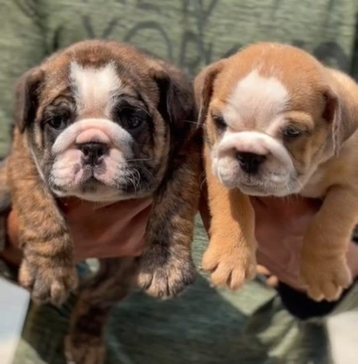 Buy lovable  English Bulldog  Puppy from Goa