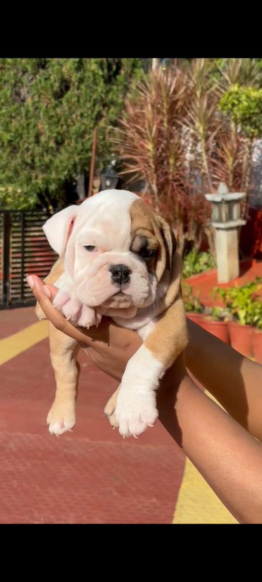 Order Female  English Bulldog Puppy from Goa