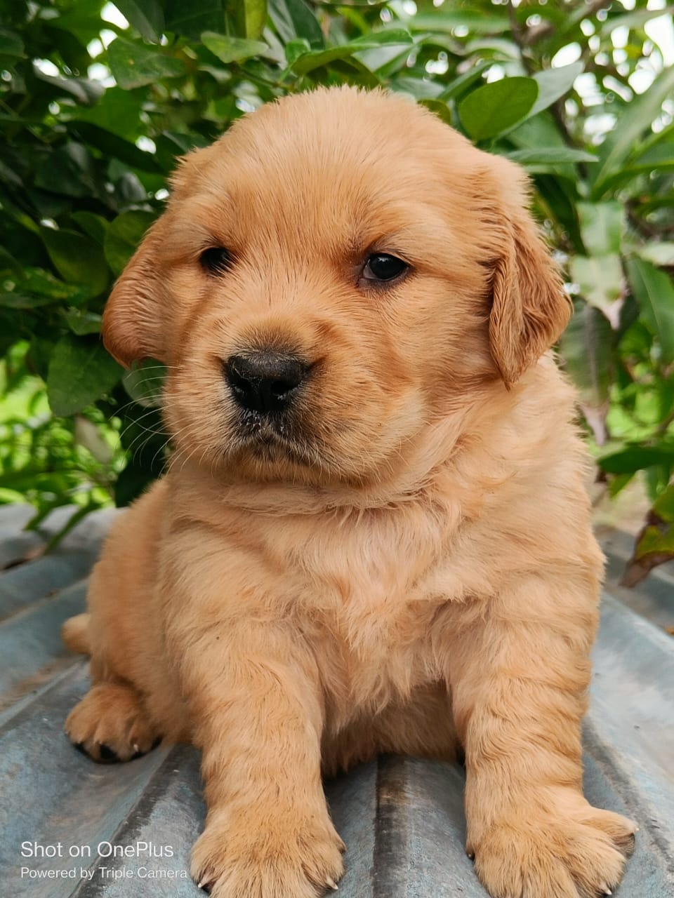Buy Male Golden Retriever Puppy from Goa