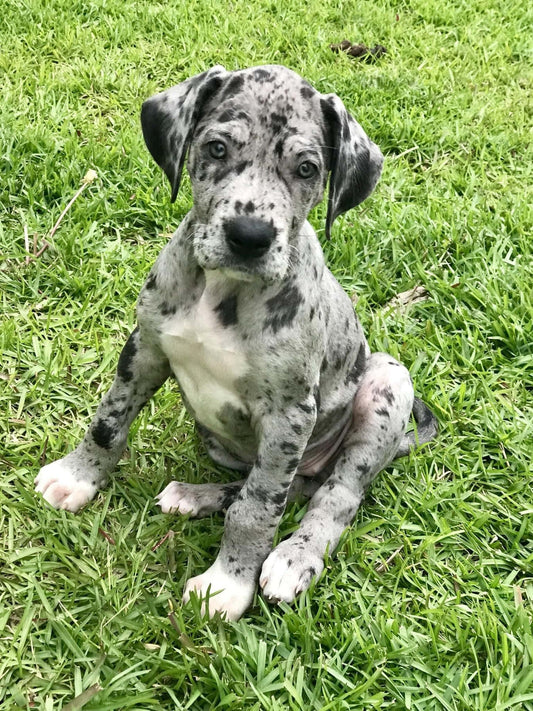 Buy lovable & Pure Breed  Great Dane Puppy from Goa