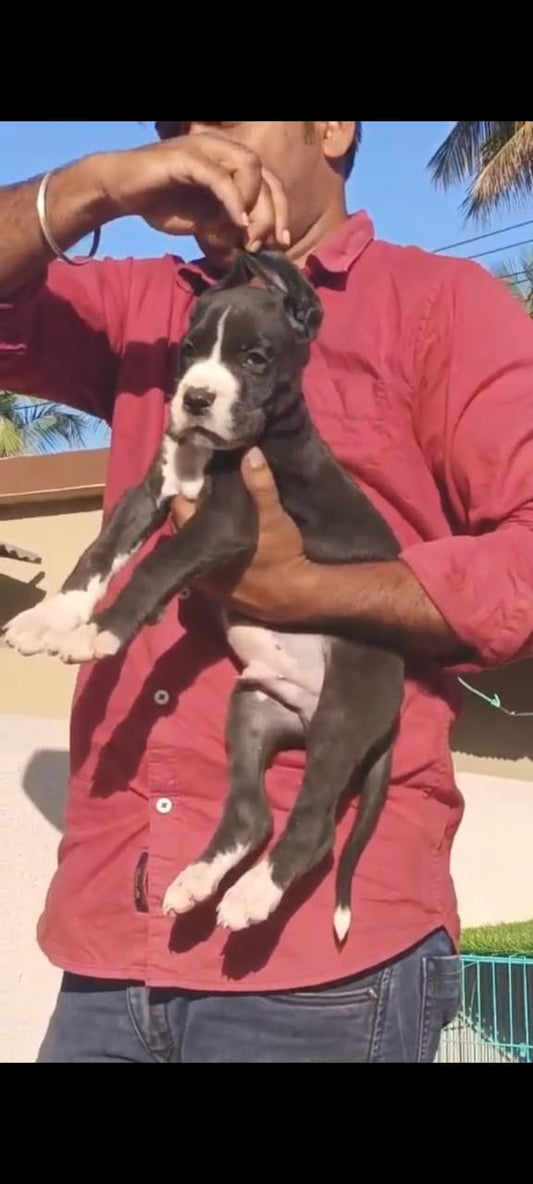 Purchase Great Dane Puppy from Mumbai