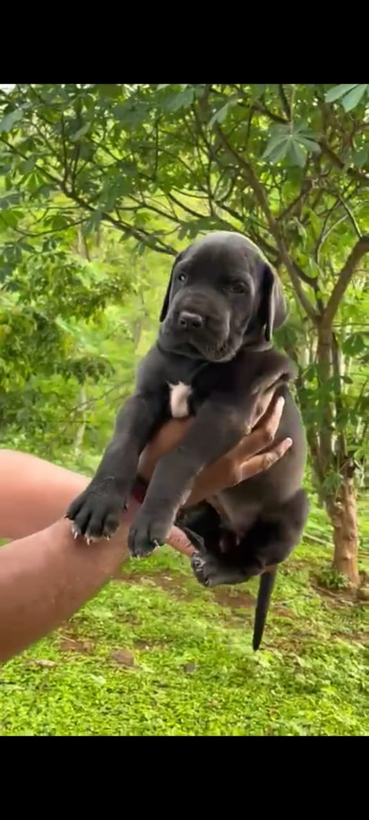 Order Great Dane Puppy from Mumbai