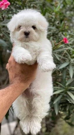 Buy Male Maltese Puppy from Goa