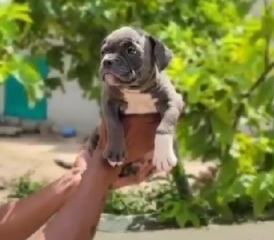 Pitbull dog price in Jaipur