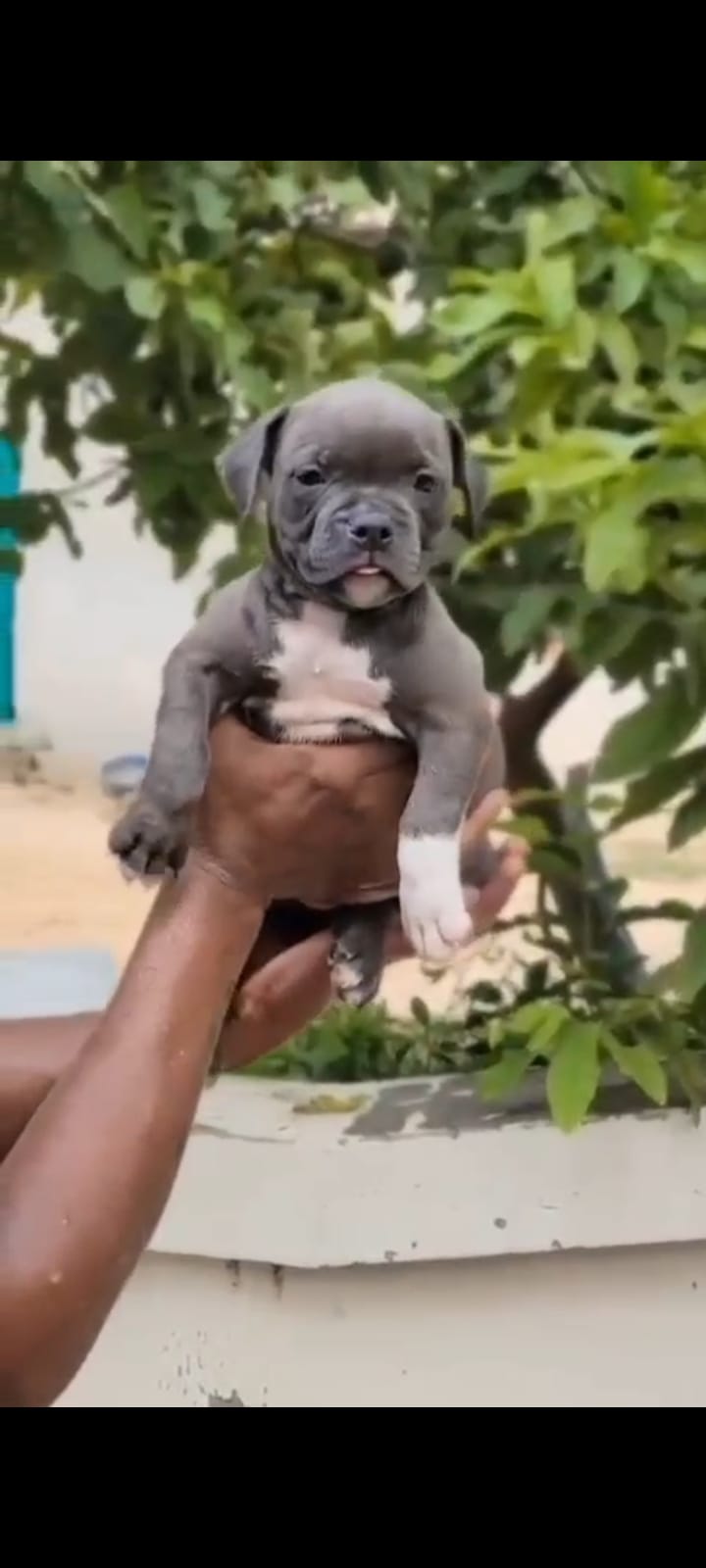 Pitbull dog price in  Bangalore