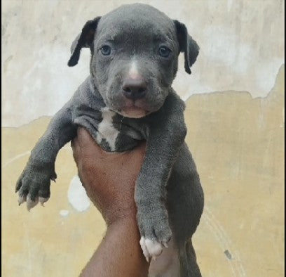 Pitbull Puppies in  Vizag