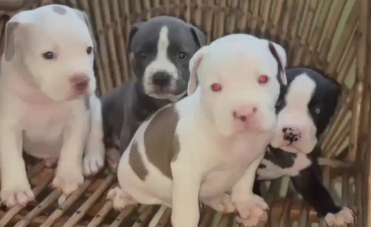 Pitbull puppy From Vizag   for sale