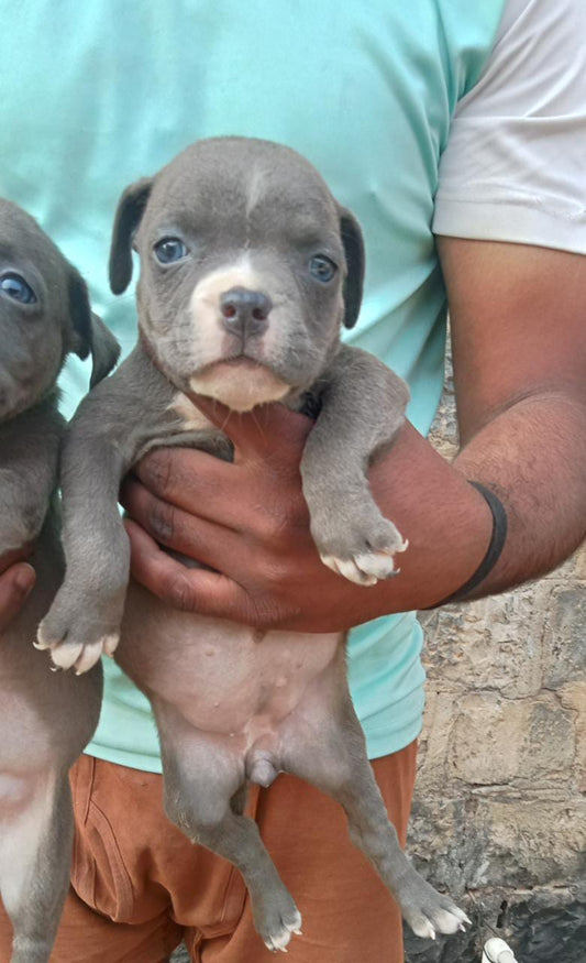 Pitbull puppy price in  Vizag