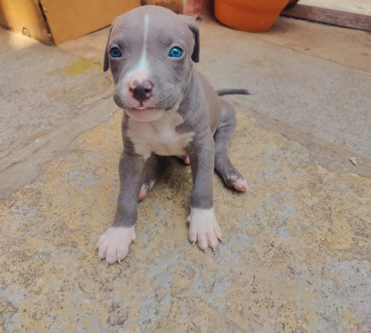 Pitbull dog price in Jaipur