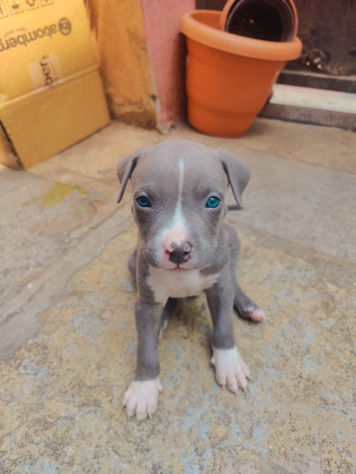 Pitbull dog price in Ahmedabad