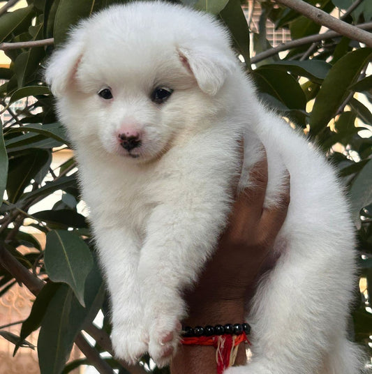 Purchase Friendly Pomeranian Puppy from Goa