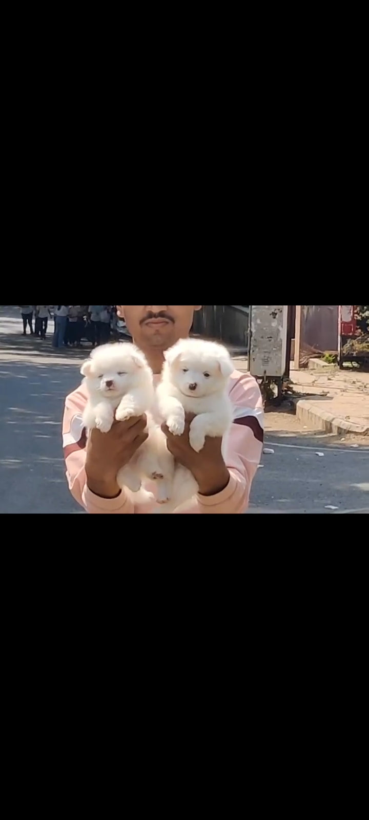 Pomeranian  puppy from pune