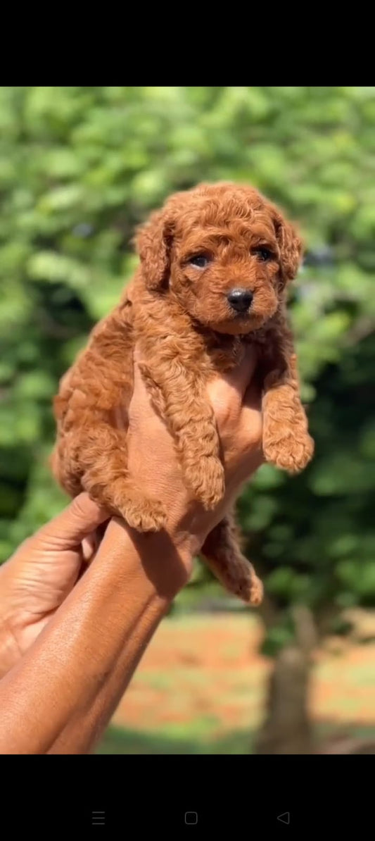 Poodle puppy price in  Vizag