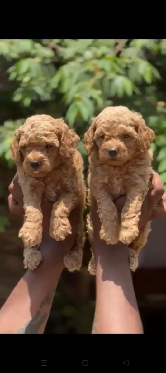 Poodle Puppy price in  Chennai