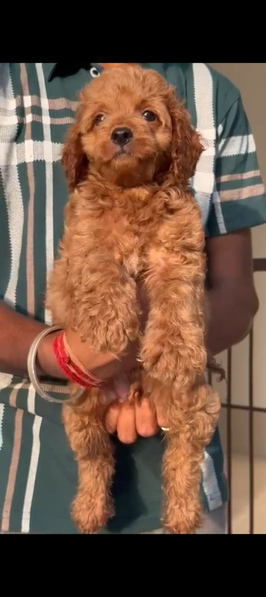 Poodle puppy From Vizag   for sale