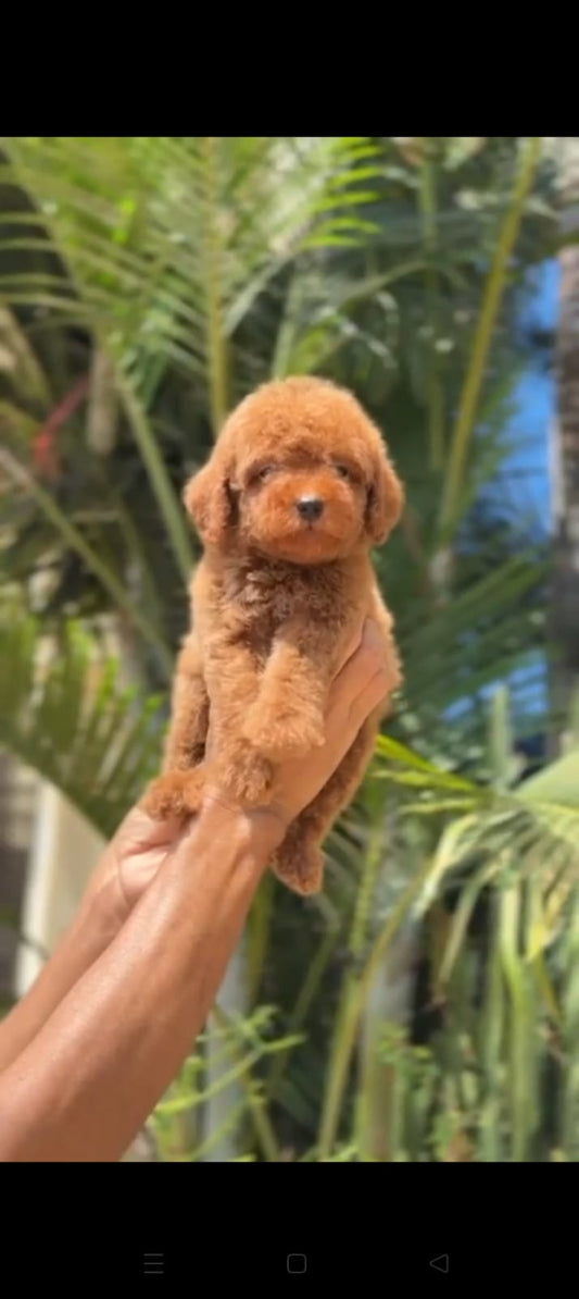 Poodle puppy From Chennai   for sale