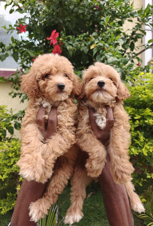 Poodle dog price in Chennai
