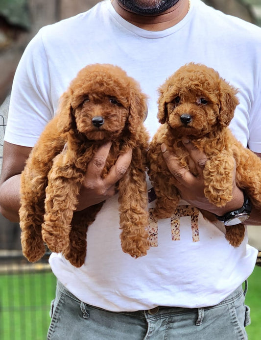 Poodle dog price in Chennai