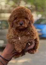 Female Poodle puppy From  Hyderabad