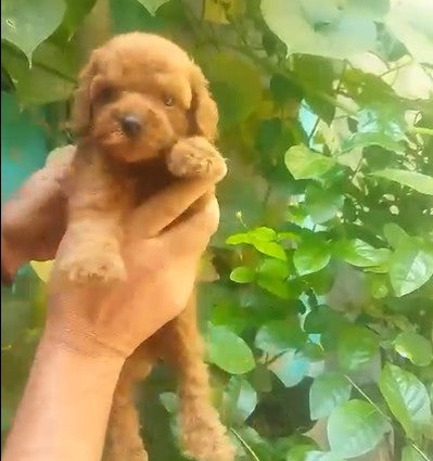 Poodle puppy From  Bangalore  for sale